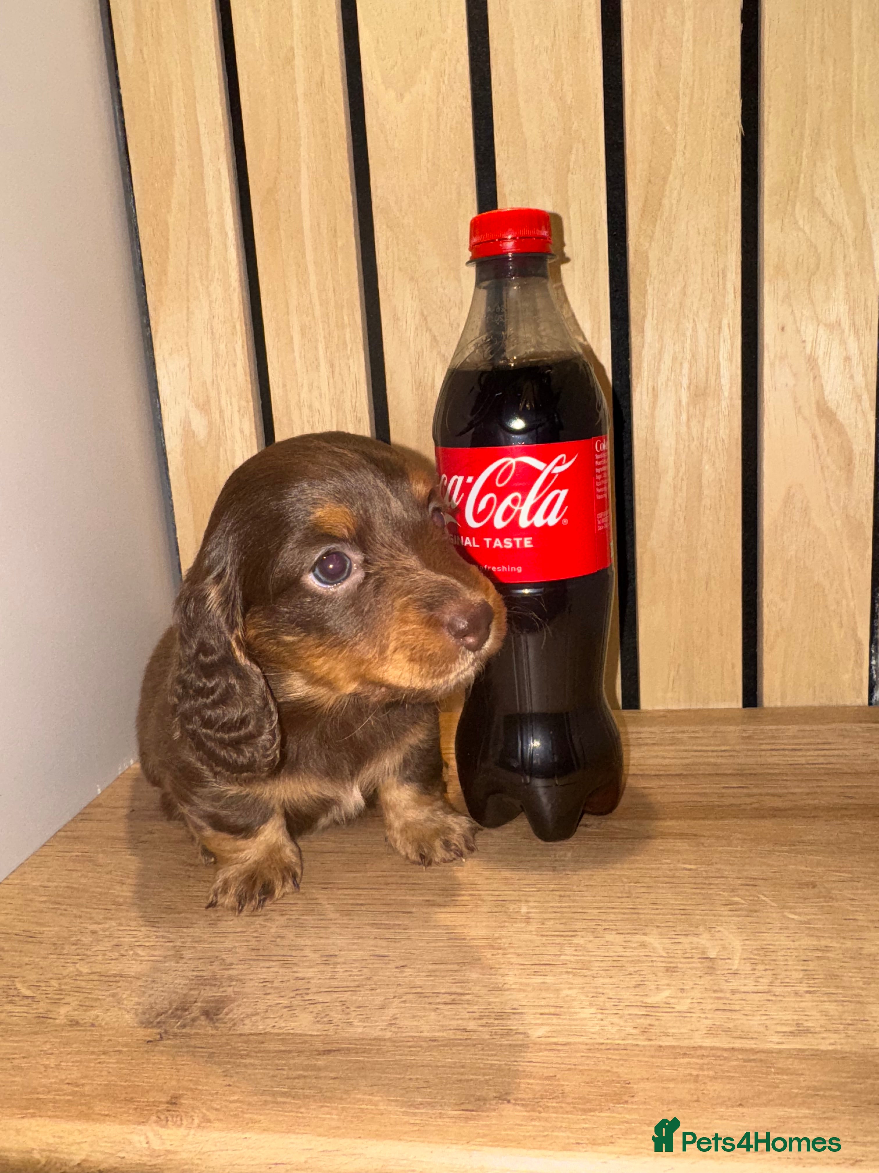 Miniature Dachshund dogs 1 female left miniature sausages  - Advert 1