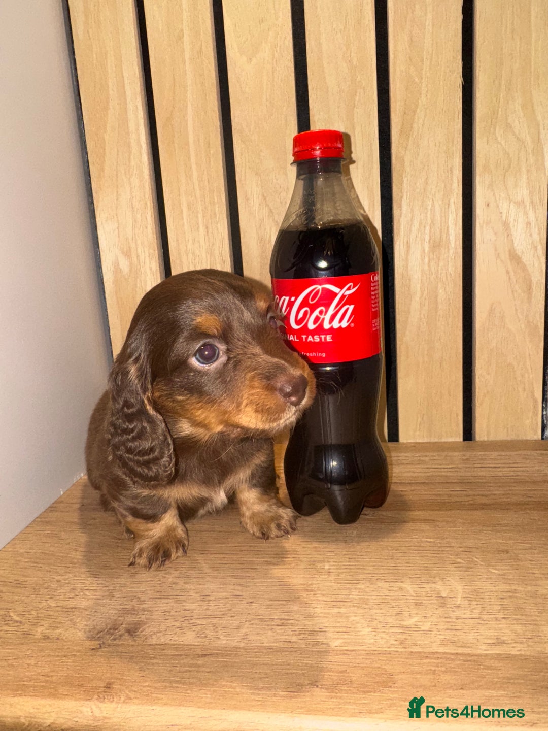 Miniature Dachshund dogs for sale: 2 girls left miniature sausages  - Advert 4