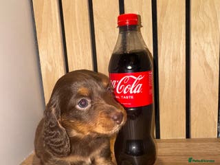Miniature Dachshund dogs 1 female left miniature sausage left ready 6th Jan - Advert 18