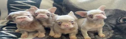 French Bulldog dogs for sale: Caramel pink miniature French bulldogs in Holyhead - Advert 3