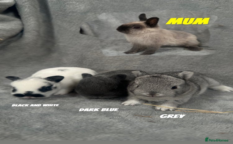 Netherland Dwarf rabbits - Advert 2