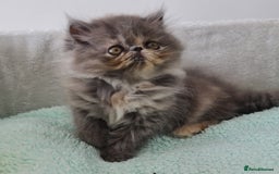 Persian cats for sale: Beautiful kittens looking for loving homes!!! in Stanford-le-Hope - Image 8