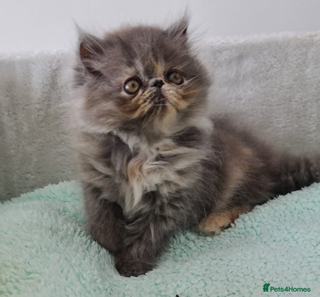 Persian cats for sale: Beautiful kittens looking for loving homes!!! in Stanford-le-Hope - Image 8