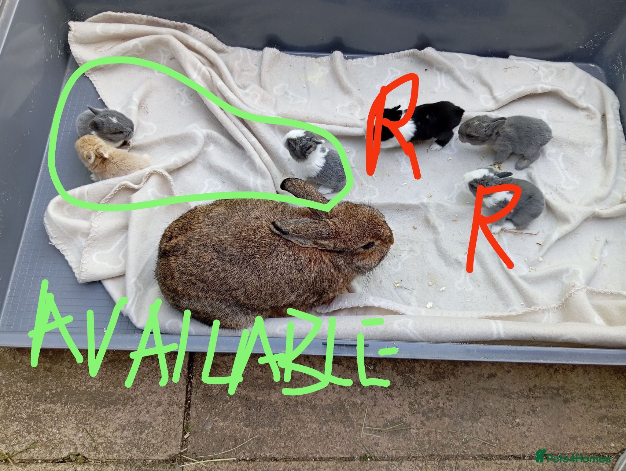 Mixed Breed rabbits 3 remain Dutch x Netherland kits + lionhead buck - Advert 1