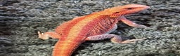 Bearded Dragon reptiles for sale: Red Monster Genetic Stripe Zero Hypo Trans License - Advert 15