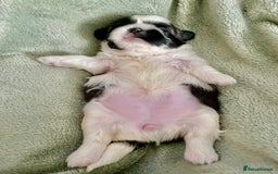 Shih Tzu dogs for sale: Adorable Imperial Shih Tzu Puppies - Image 28