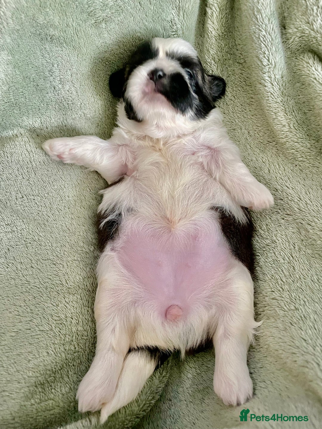 Shih Tzu dogs for sale: Adorable Imperial Shih Tzu Puppies - Image 28