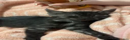 Mixed Breed cats for sale: Male kitten in Aberdeen - Advert 3