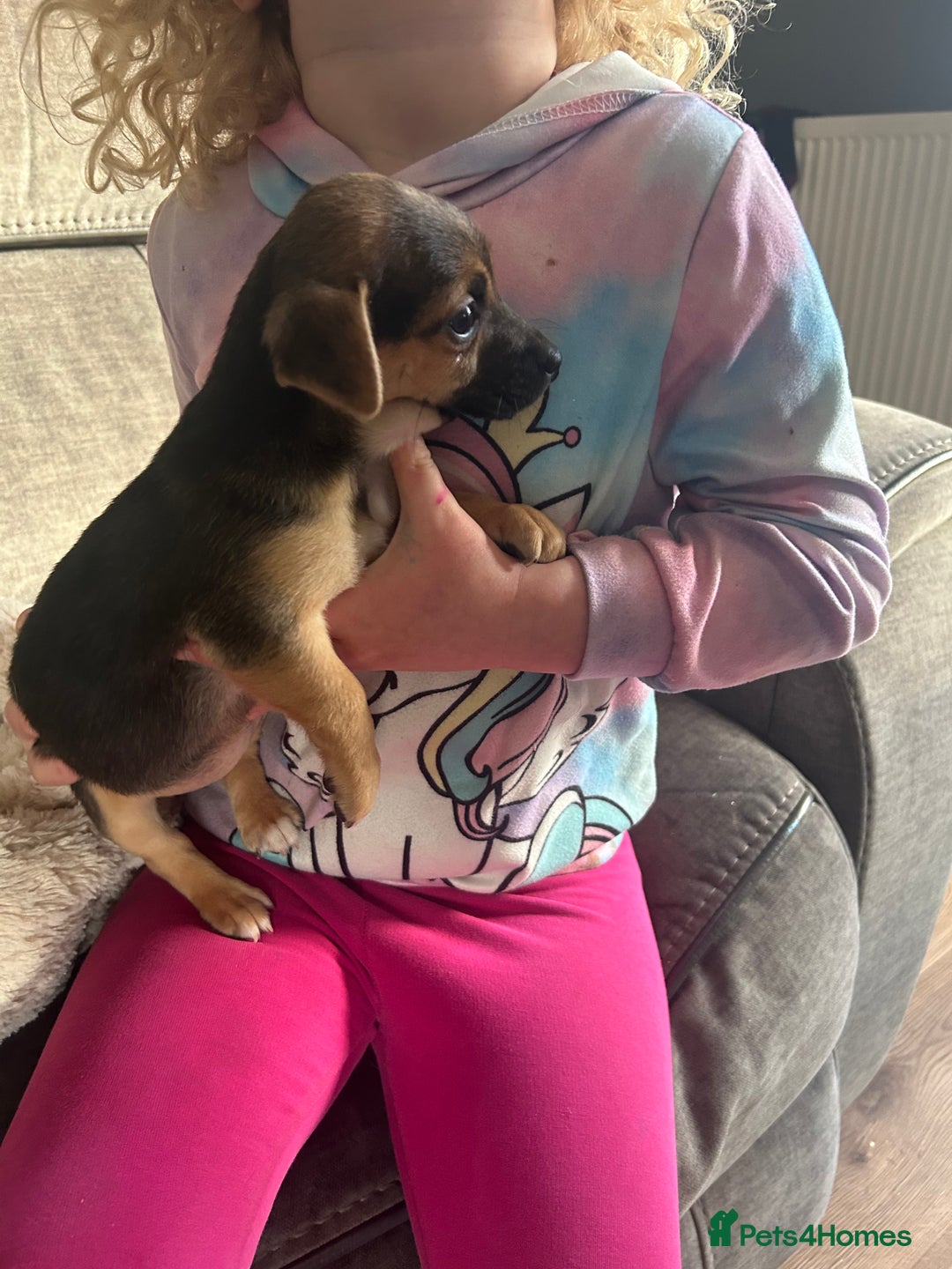 Jack Russell dogs for sale: Jack Russell pups  - Image 7