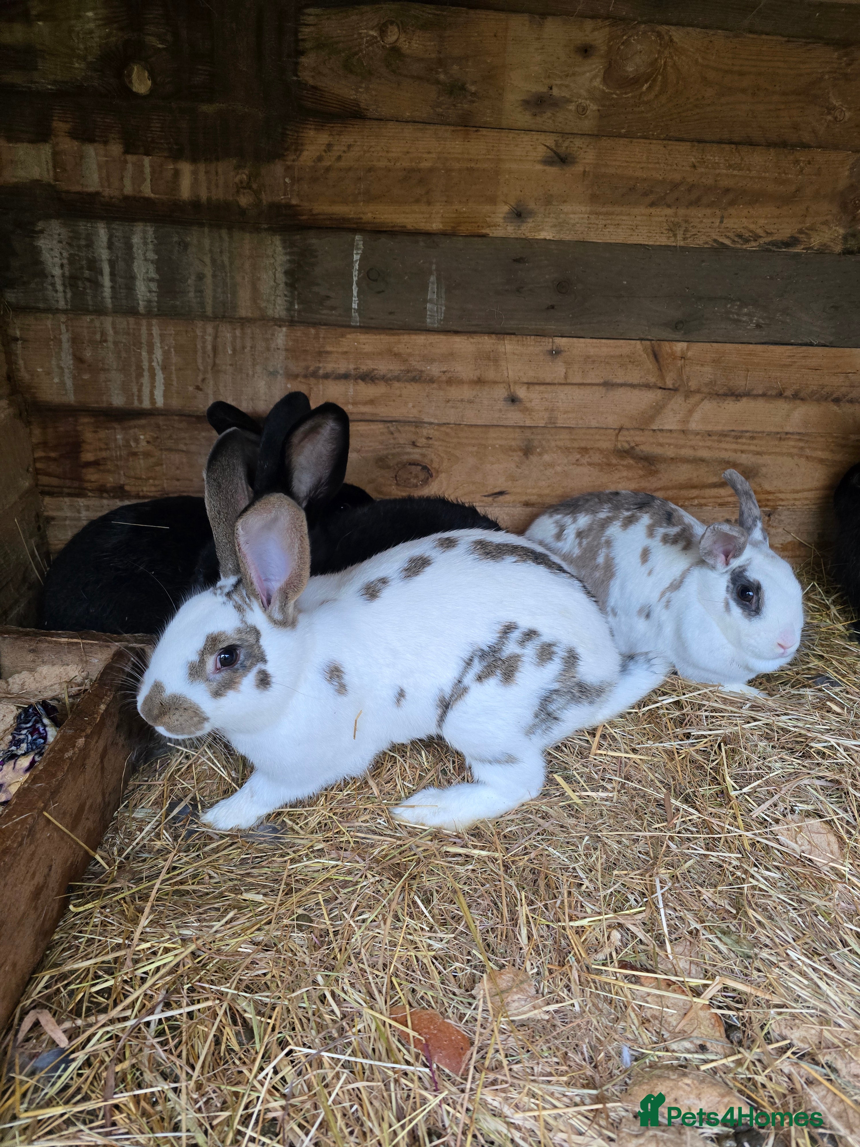 Mixed Breed rabbits Rabbits for sale. - Advert 18