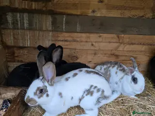 Mixed Breed rabbits Rabbits for sale. - Advert 18