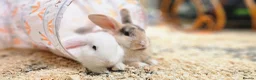 Mixed Breed rabbits for sale: 2 male rabbits for sale with hutches in Saint Helens - Advert 2