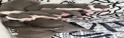 Staffordshire Bull Terrier dogs for sale: Blue Staffordshire bull terrier - Advert 5