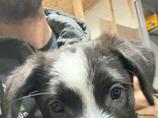 Mixed Breed dogs 2 female puppies for sale - Advert 18