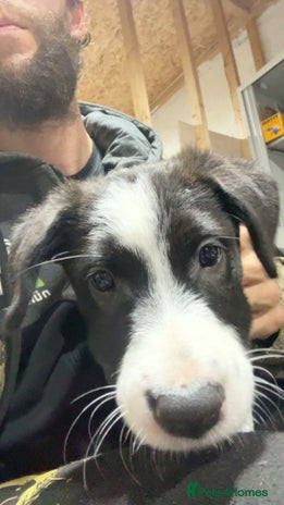 Mixed Breed dogs 2 female puppies for sale - Advert 1