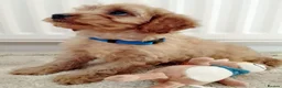Cavapoo dogs for sale: F1 Cavapoo Puppies  - Advert 9