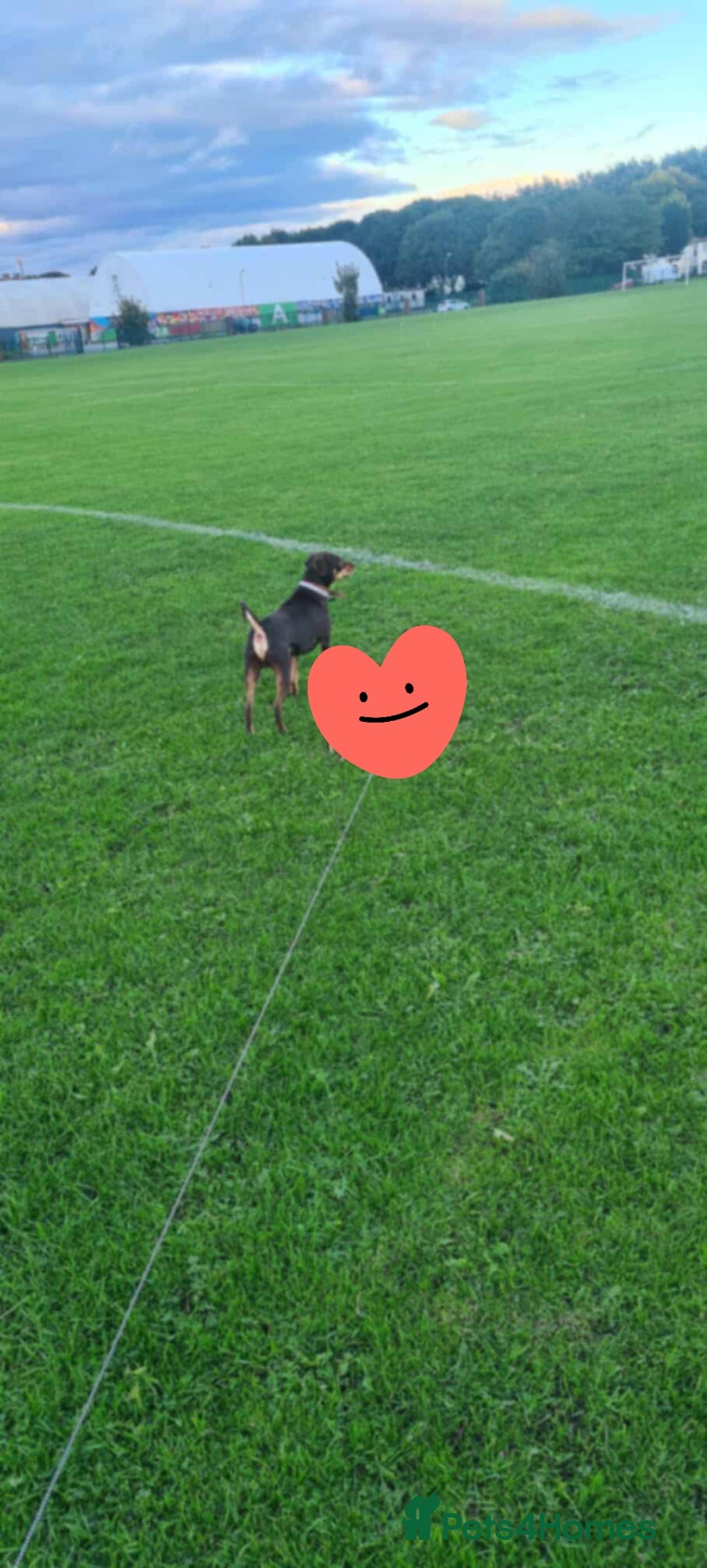 Mixed Breed dogs for sale: Pinched mix - Image 5