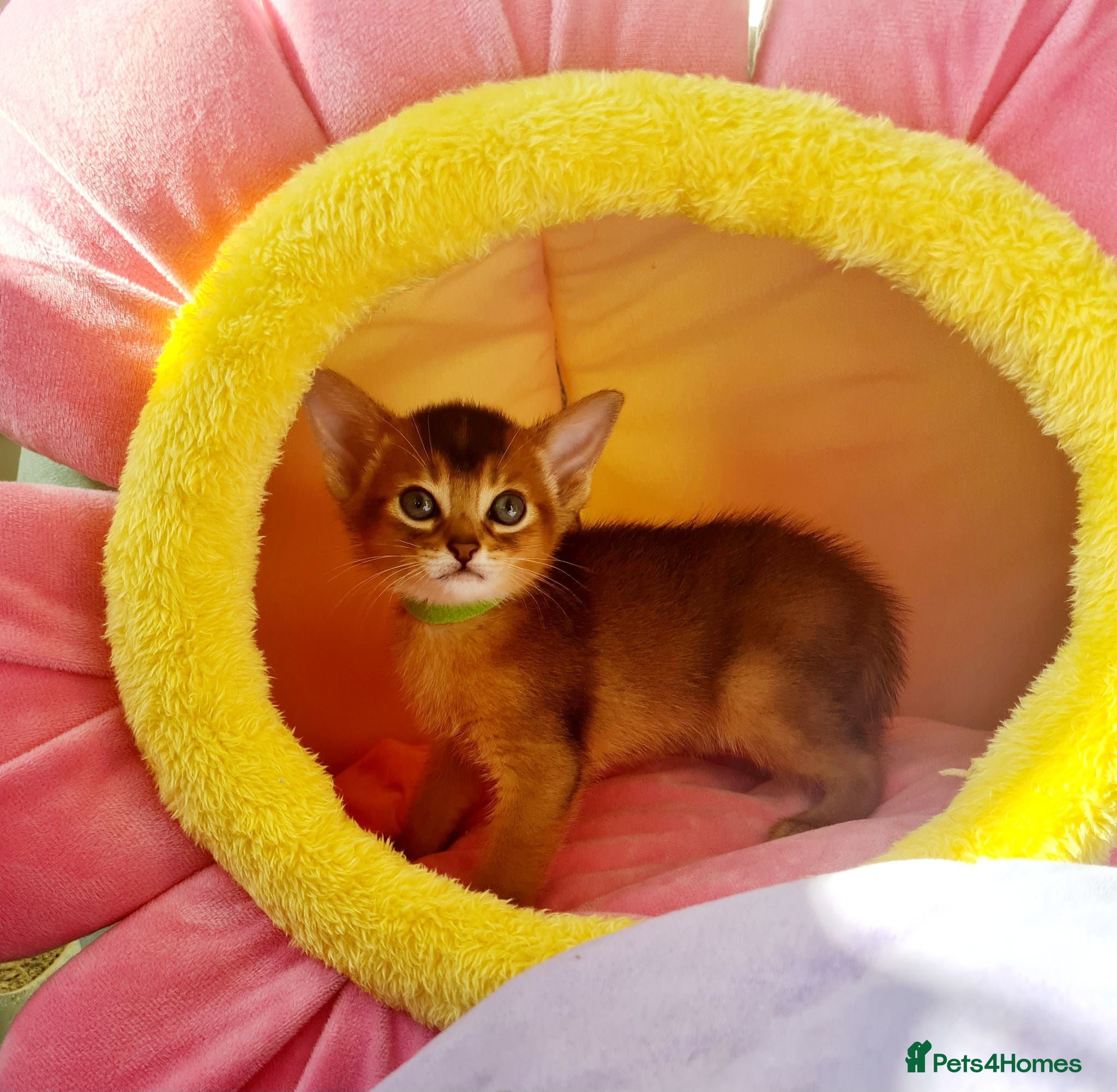 Abyssinian cats 🎖🏆🏅last 3 Abyssinian kittens  - Advert 4