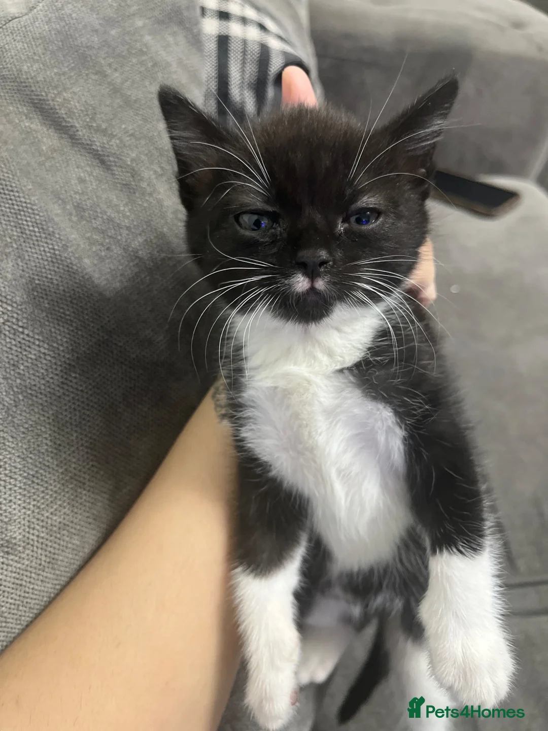 British Shorthair cats for sale: Little cat  - Advert 1