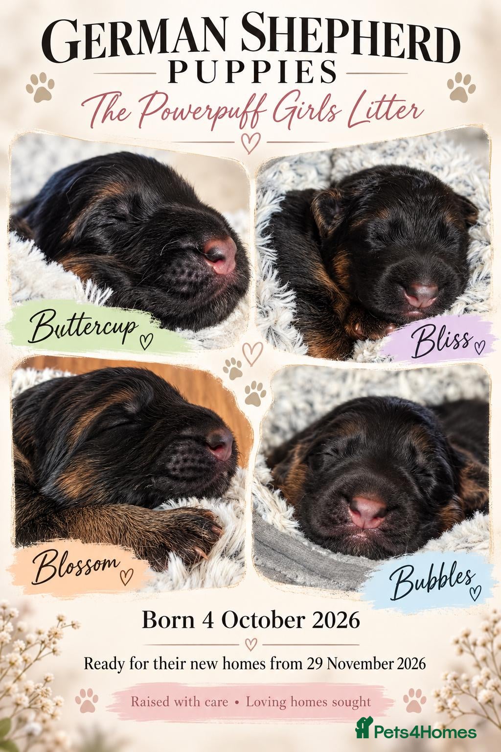 German Shepherd dogs Outstanding pedigree German Shepherd Girls  - Advert 2