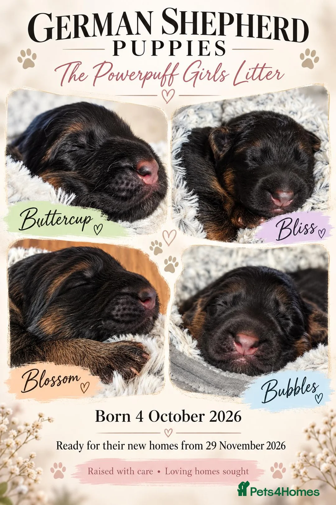 German Shepherd dogs for sale: Outstanding pedigree German Shepherd Girls  - Advert 1