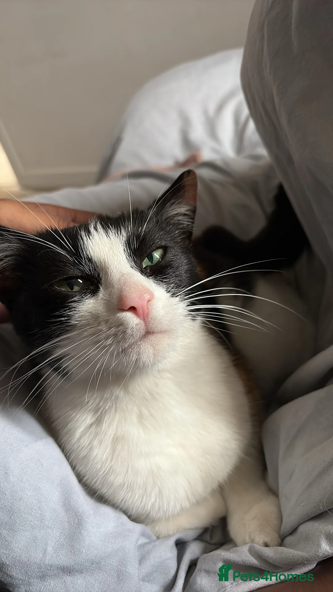 Mixed Breed cats for sale: mixed kittens for sale - Advert 16