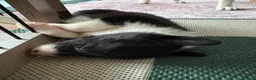 Border Collie dogs for sale: Working Line Border Collies - 1 girl left 💚 - Advert 31
