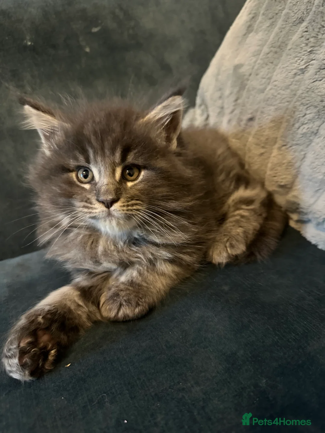 Maine Coon cats for sale: Mainecoon  - Advert 2