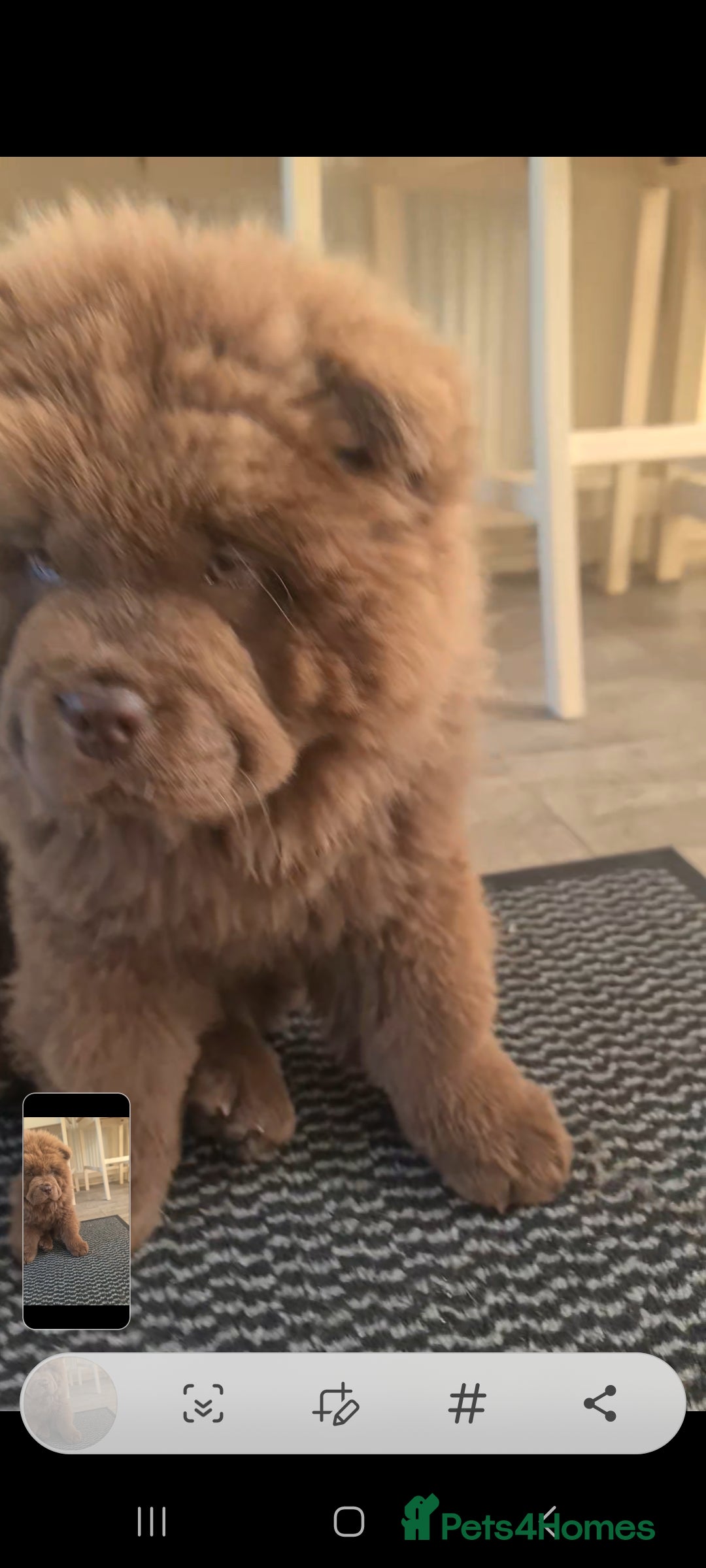 Chow Chow dogs Chocolate female chow chow 12wks old - Advert 6