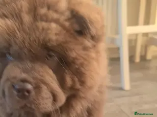 Chow Chow dogs Chocolate female chow chow 12wks old - Advert 6