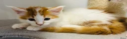 Maine Coon cats for sale: READY TO GO! Maine coon kittens  - Advert 10