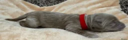 Double Doodle dogs for sale: Sunning littler of Doubledoodle puppies in Grimsby - Advert 7