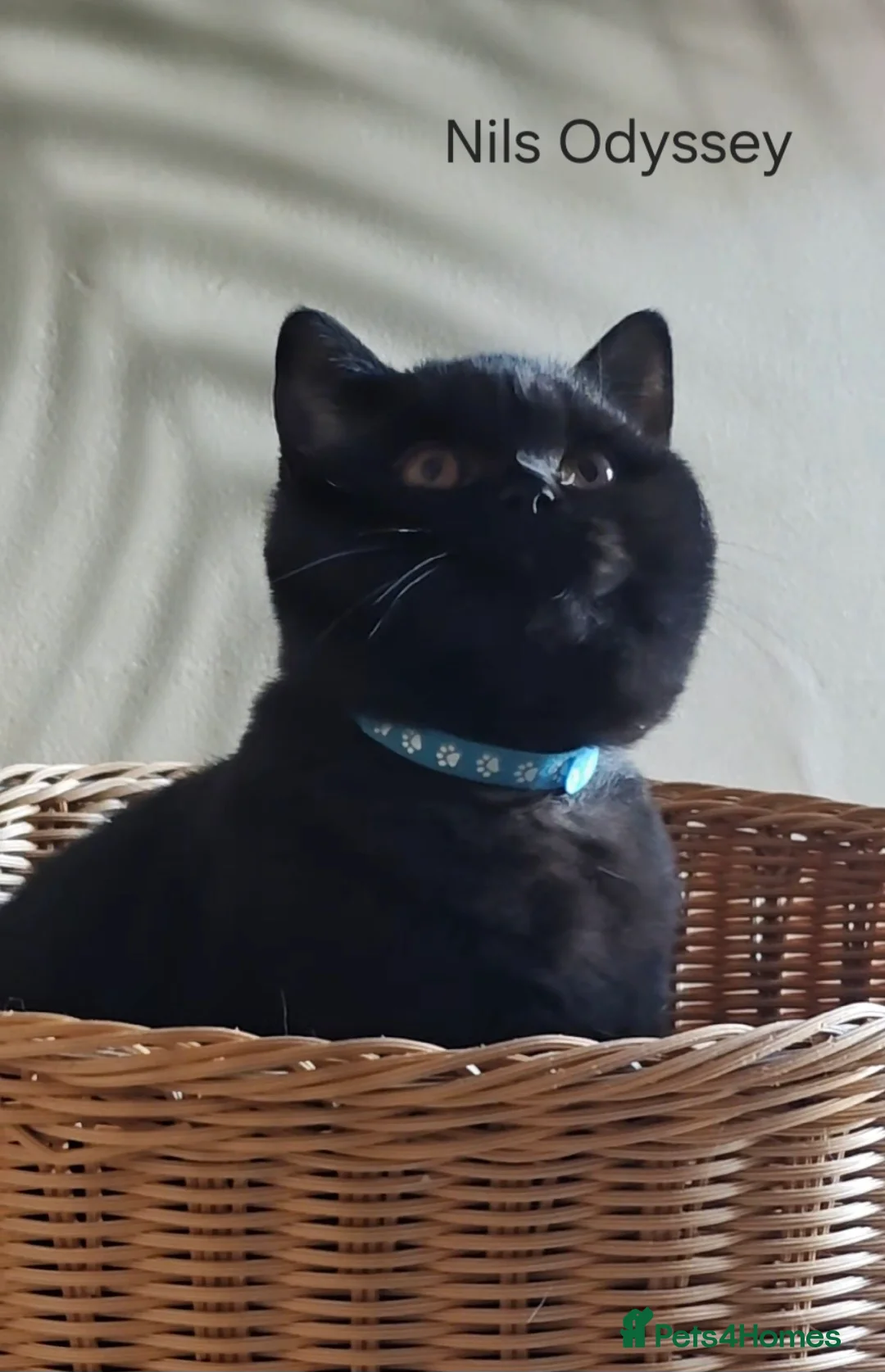 British Shorthair cats for sale: Finest Pedigree BSH Kittens  - Advert 2