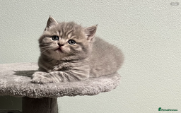 Scottish Fold cats for sale: Scottish fold and Scottish straight kitten - Advert 17