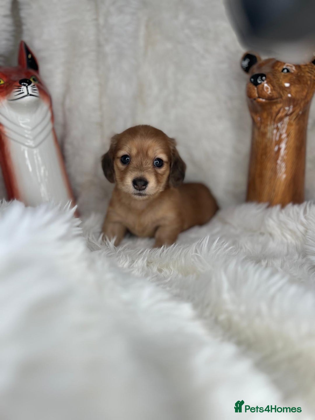 Dachshund dogs for sale: Cream (shaded) long haired dachshunds  - Image 6