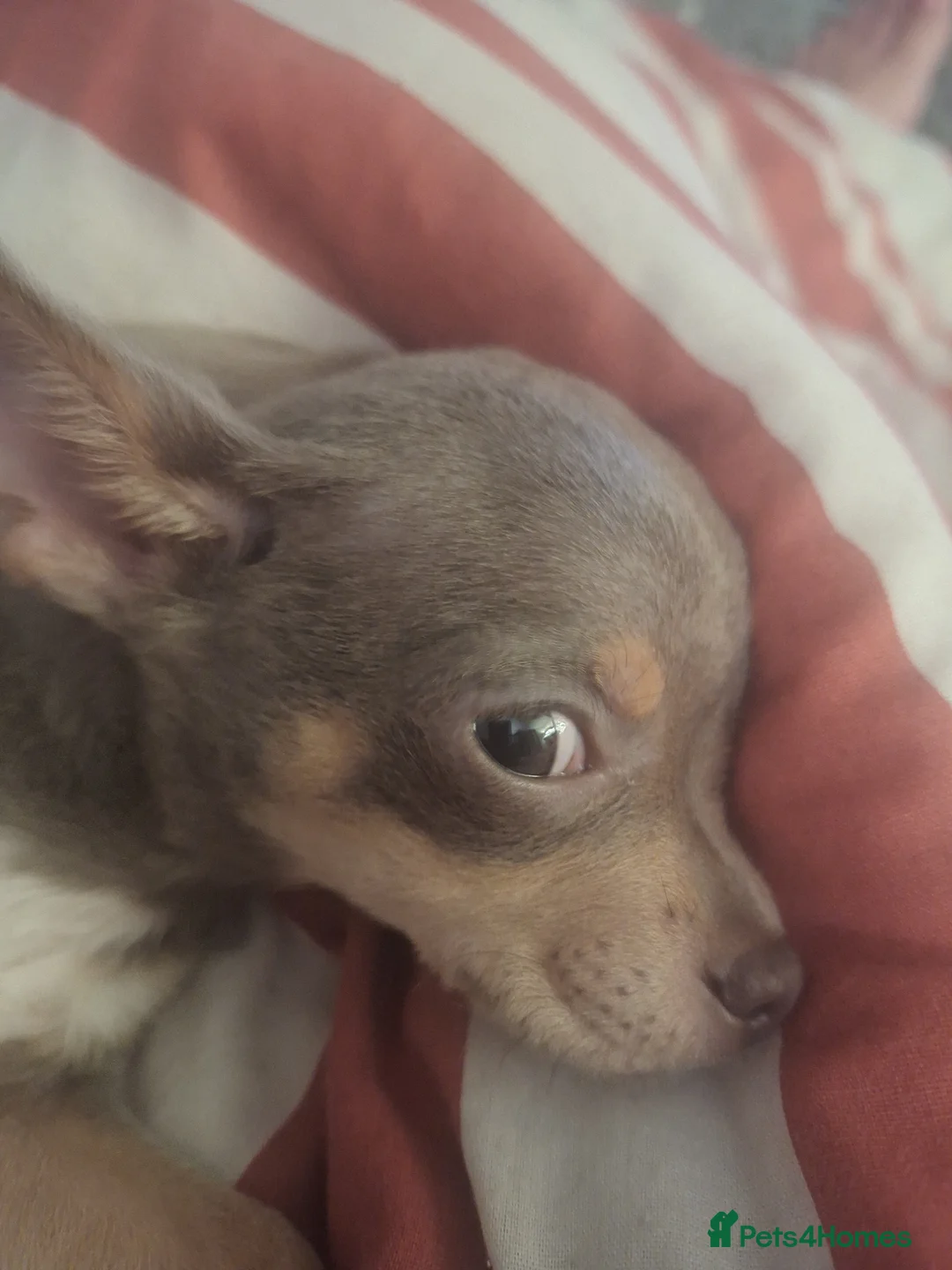 Chihuahua dogs for sale: Lilac and Fawn Chi in Chepstow - Advert 2