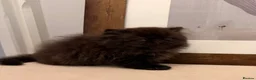 Persian cats for sale: Beautiful Pedigree Persian 1 Male 1 Female - Advert 6