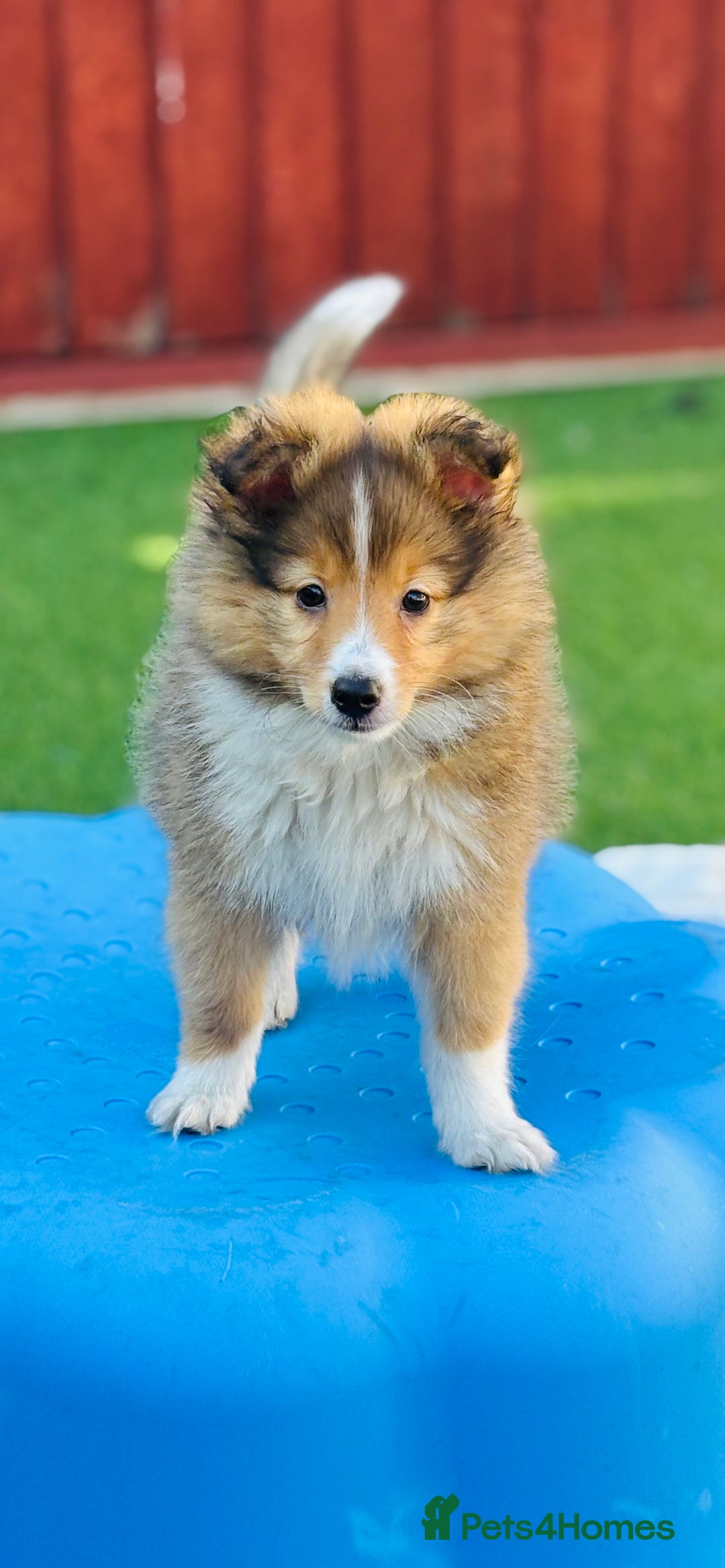 Shetland Sheepdog dogs for sale: Beautiful Shetland Sheepdog Puppies  in Goole - Image 15