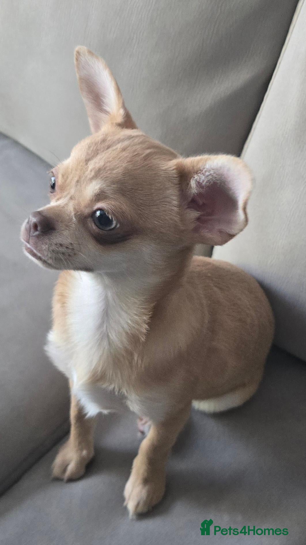Chihuahua dogs KC Fawn Girl  - Advert 17