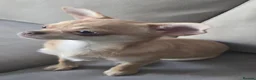 Chihuahua dogs for sale: KC Fawn Girl  - Advert 1