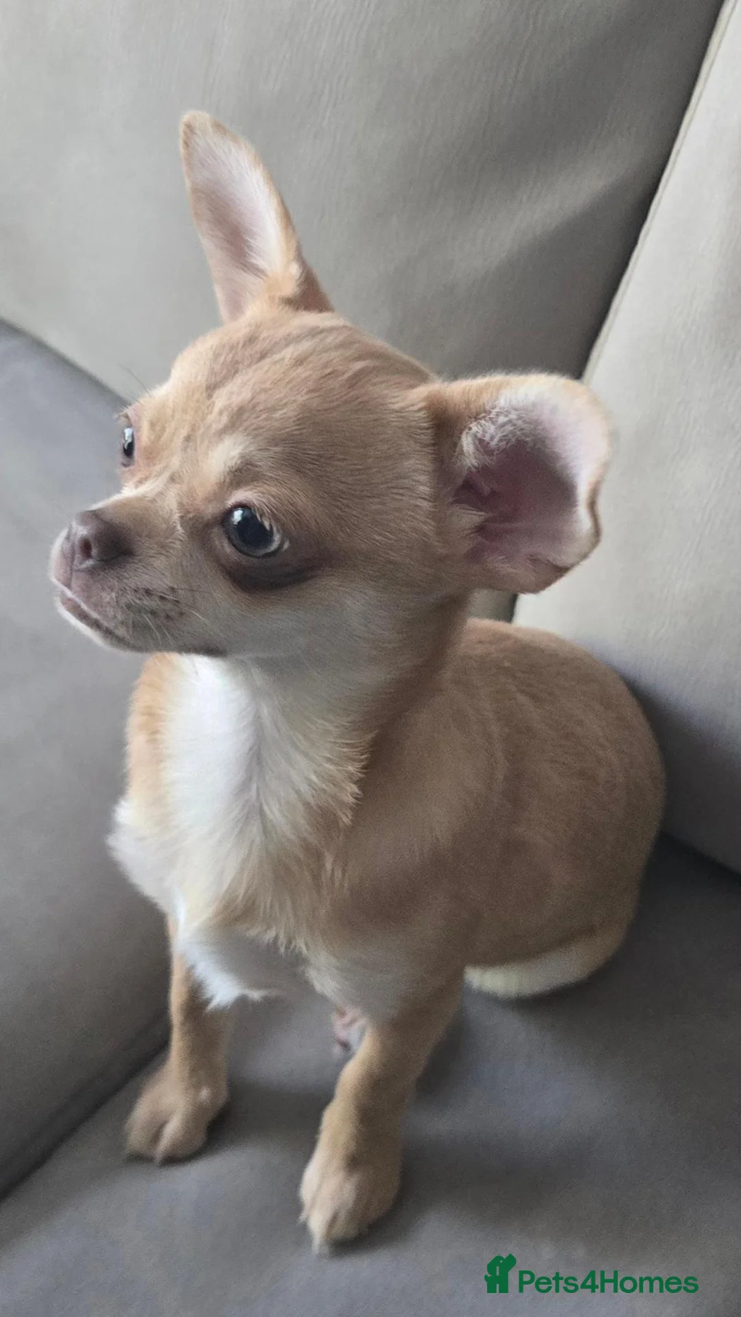 Chihuahua dogs for sale: KC Fawn Girl  - Advert 1