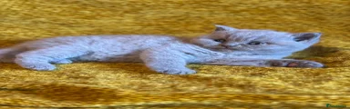 British Shorthair 3