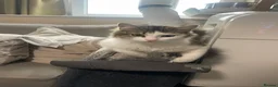 Mixed Breed cats for sale: British Longhair + Turkish Van Female Kitten - Advert 2