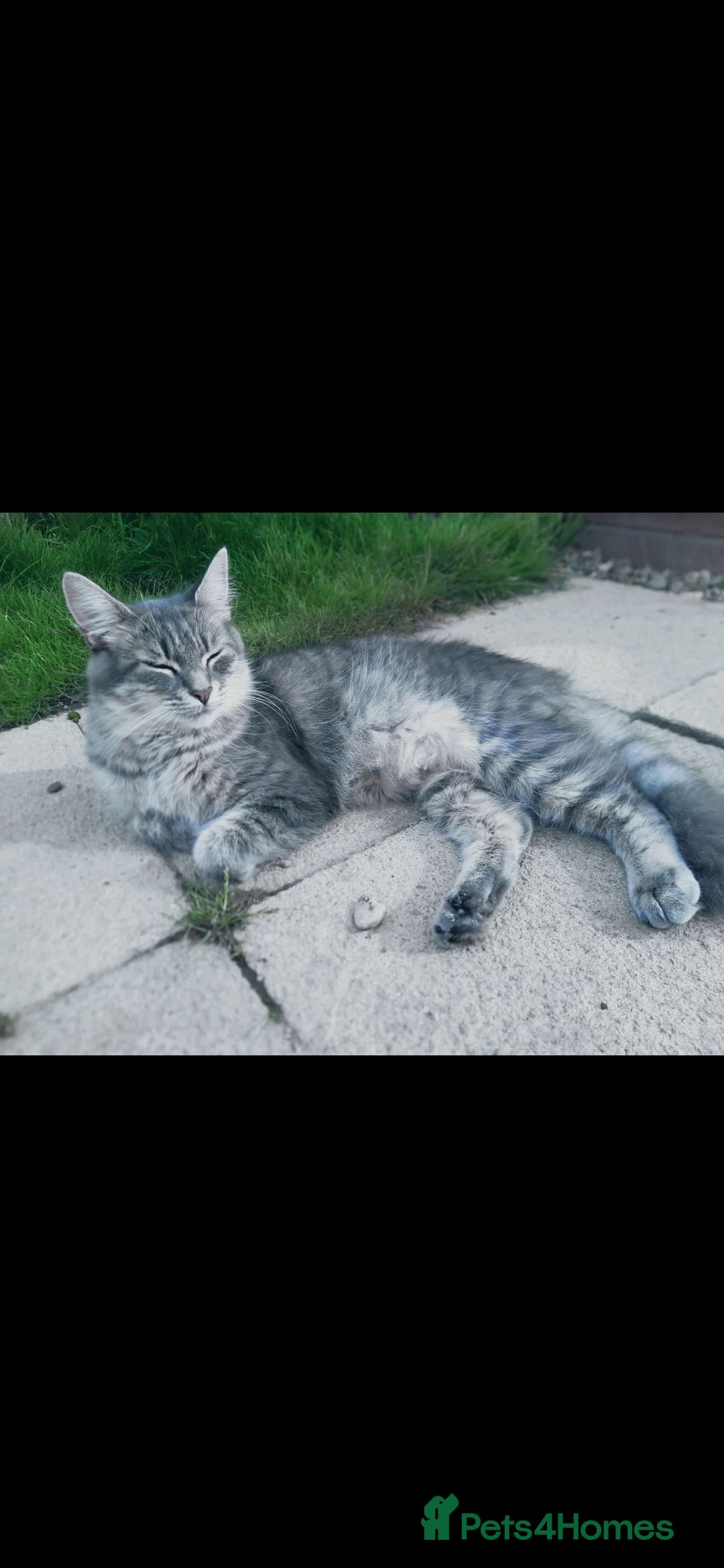 British Longhair cats for sale: 11 week old boy kitten  - Image 2