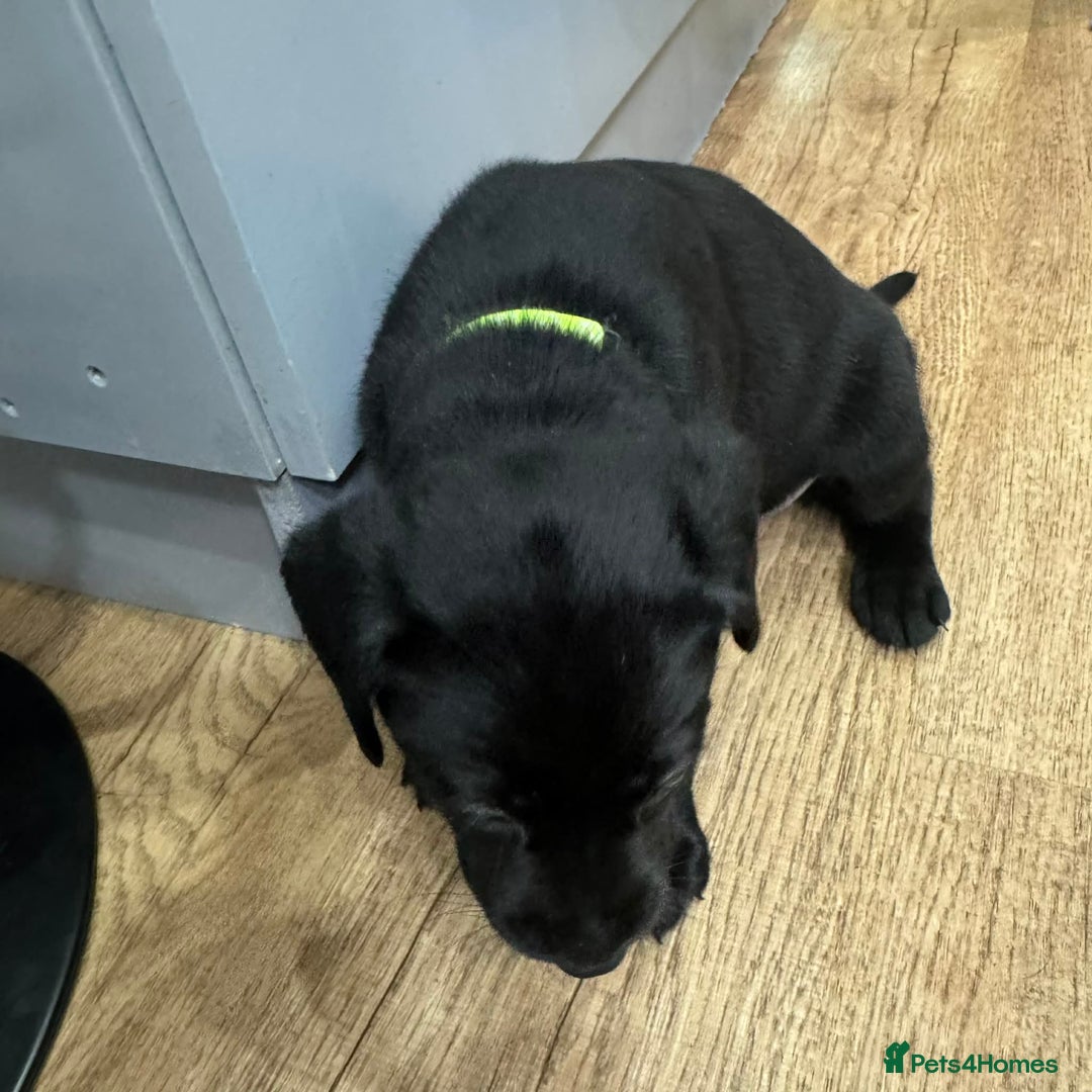 Labrador Retriever dogs for sale: Beautiful Labrador puppies for sale🥰 - Advert 10