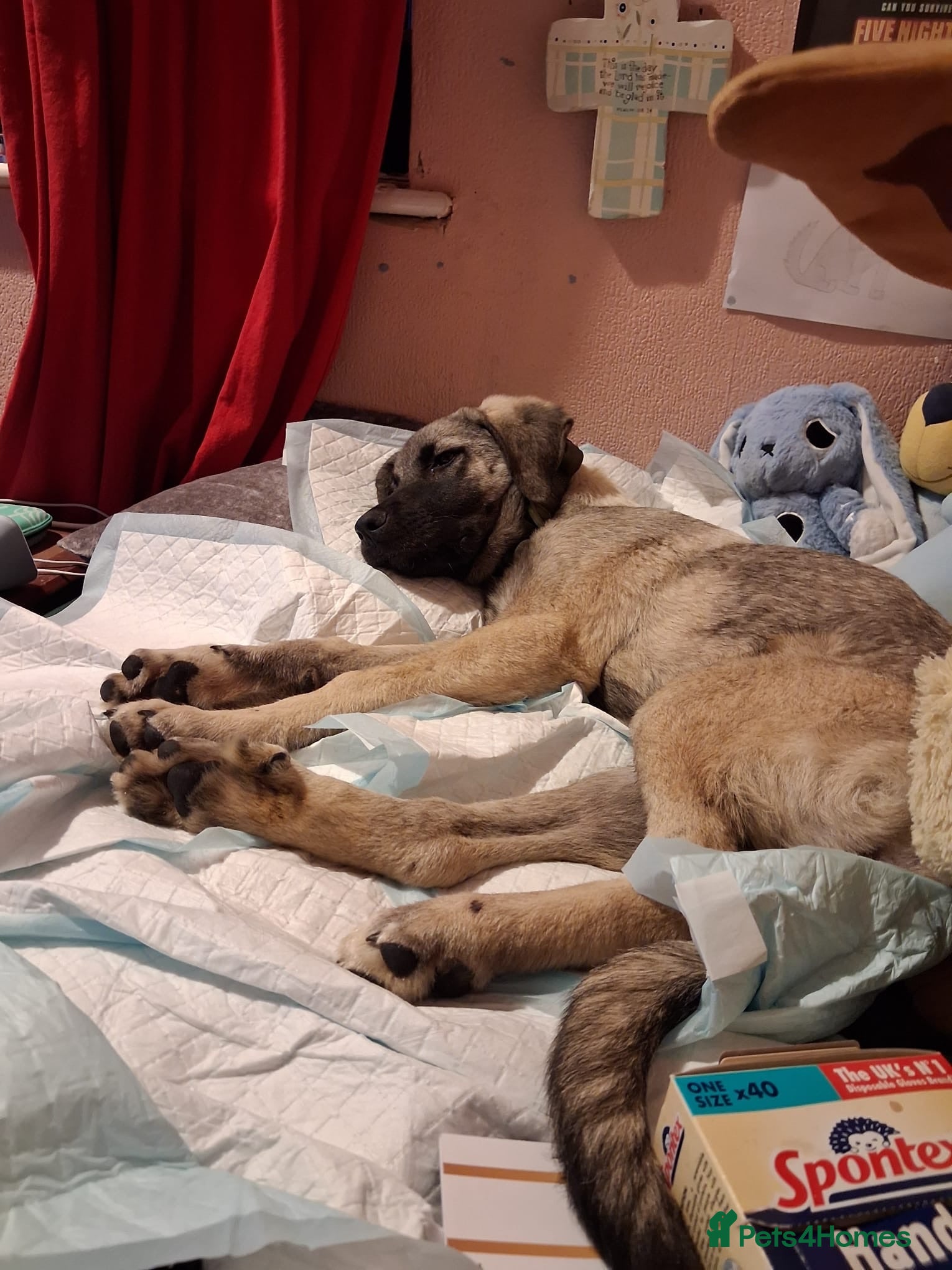 Mixed Breed dogs Masiey 5 - 6 months Macedonian rescue pups - Advert 14