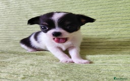 Chihuahua dogs for sale: Amazing Quality Long Coat Chihuahua puppies - Image 16