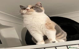 British Shorthair cats for sale: Active Champion Sired GCCF Female  - Image 1