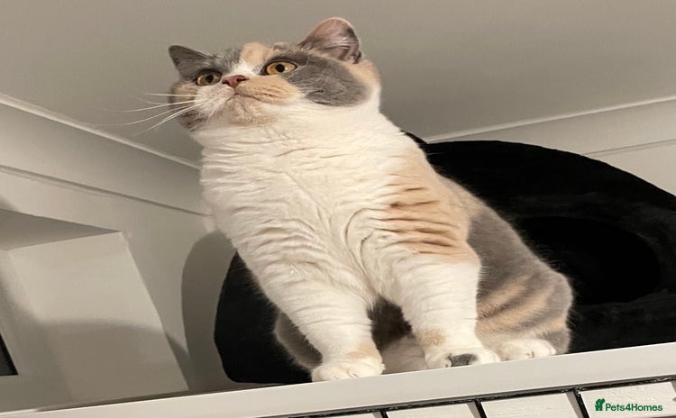 British Shorthair cats - Advert 2