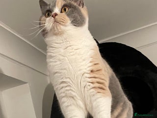 British Shorthair cats - Advert 4